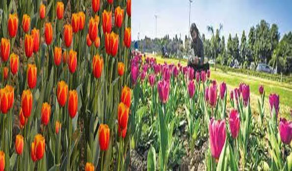 नयी दिल्ली के नीदरलैंड निवास में खिले 60,000 ट्यूलिप