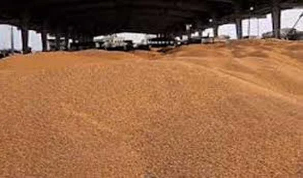 सोनीपत की मंडियों  में 3,65,429 टन गेहूं की आवक